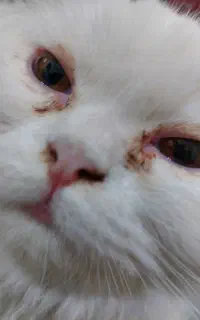 واگذاری گربه پرشین