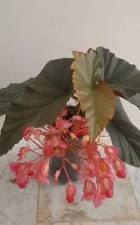 گل عروس