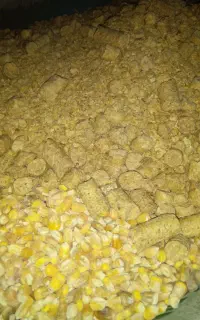 دان مرغ،بوقلمون،بلدرچین