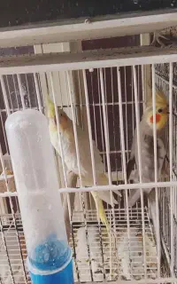 عروس هلندی