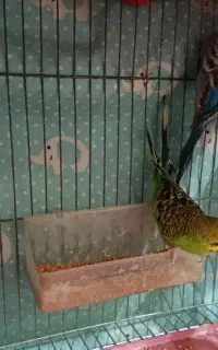 مرغ عشق
