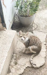 واگذاری گربه