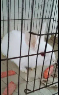 خرگوش چشم قرمز