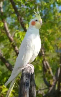 عروس هلندی گم شده