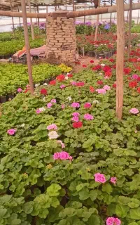 اژدر شمعدانی طوری گل درختچه زینتی درخت گلدار نهال