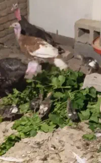 بوقلمون ماده با جوجه هاش
