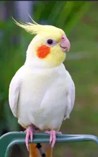پرنده سرا