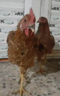مرغ و خروس جوان