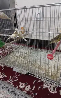قناری نر ۶ عدد و ماده ۳ عدد گلچین شده پاکسازی شدن