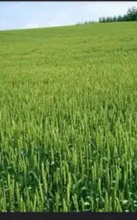 سیستم تغذیه افزایش تناژ گندم