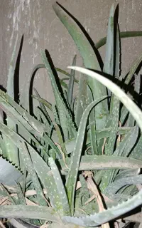 گل وگدان الوئه ورا