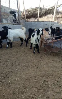 کهره