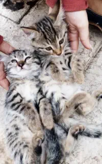 گربه خانگی