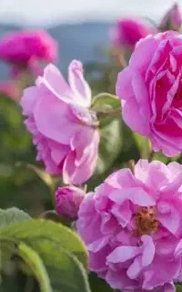کارگر گلچین سده برزک