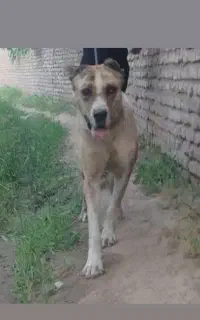 سگ نگهبان و گله