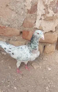 گردنبند