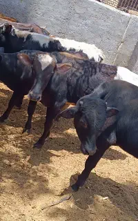 گوساله دورگ‌محلی‌وسیاه‌مال‌میاندوآب