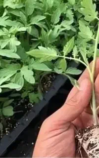 فروش ویژه نشاء صیفی‌جات وارداتی با کیفیت درجه یک