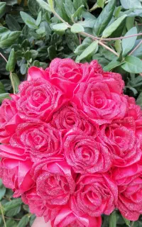 گل روبانی