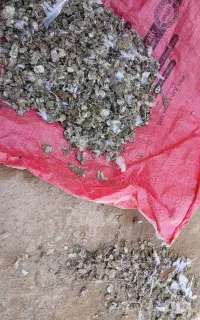 کود کبوتر