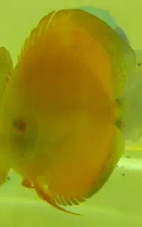 ماهی آکواریوم دیسکس