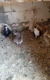 ۵ عدد کبوتر