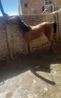 اسب مادیان ۲۱ماهه آماده سواری دستی و خیلی ارام