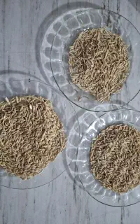 بذر دیم وآبی