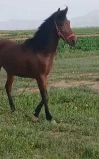 اسب مادیان دوسالونیم