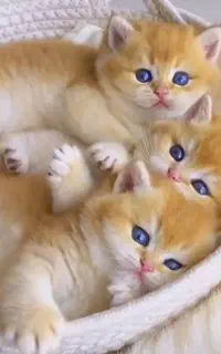 جشنواره تخصصی گربه های نایاب و لوکس (مفت)