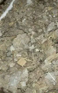 کود طیور