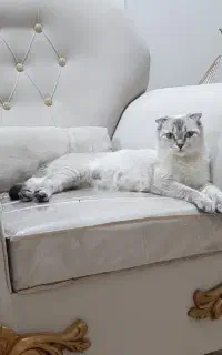 گربه اسکاتیش فولد وارداتی