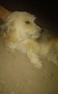 سگ پاپی رایگان
