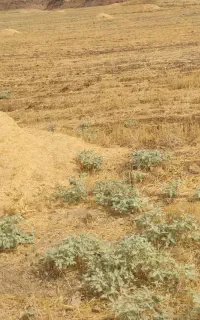 کاه