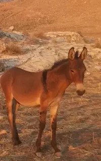 دوتاقاطر ۶ماهه