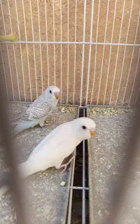 جوجه مرغ عشق تعداد، کوتوله