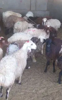 گوسفند خرید و فروش در 24ساعت
