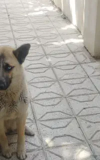 سگ ژرمن میکس