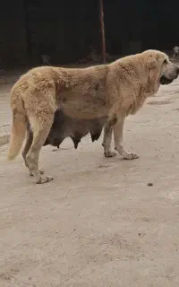 ماده عراقی استثنایی سنگین وزن