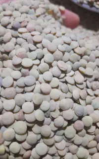 فروش عدس محلی