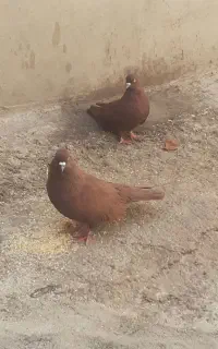کفتر