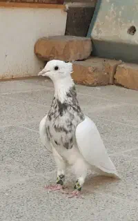 کبوتر طوقی نر