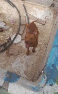 واگذاری یک قلاده پیت بول