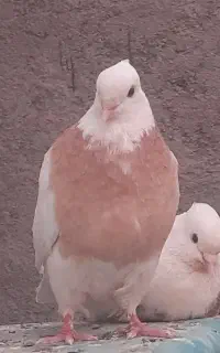 کبوتر طوق زرد گمشده هزاردر