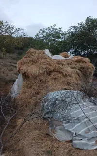فروش فوری علوفه در کلیبر روستای آینالو