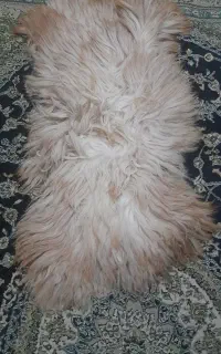 پوست گوسفند