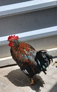 خروس