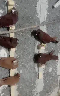 کبوتر.