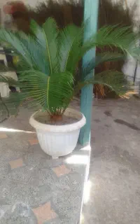 گل سکاس و گل مرجان ۸ساله ۲تا باهم