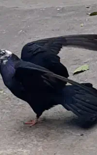 کبوتر زاغ کله ماستی